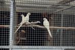 Princes van wales, Dieren en Toebehoren, Vogels | Parkieten en Papegaaien, Meerdere dieren, Parkiet