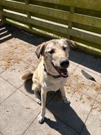 Gezocht een liefdevol huis voor deze super lieve mix, Rabiës (hondsdolheid), Reu, 1 tot 2 jaar, Groot