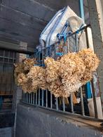 Gedroogde Pluimhortensia's - Prachtige Decoratie, Ophalen of Verzenden
