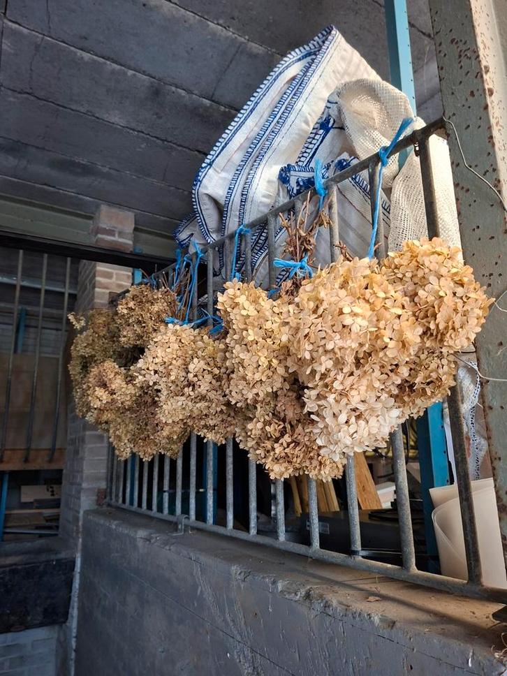 Gedroogde Pluimhortensia's - Prachtige Decoratie, Huis en Inrichting, Woonaccessoires | Droogbloemen, Ophalen of Verzenden