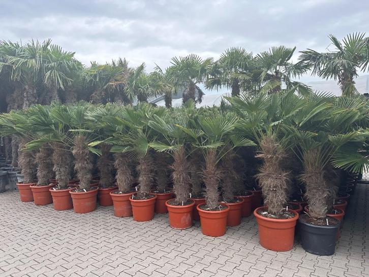 Trachycarpus wagnerianus palmbomen met 80/100cm stamhoogte!, Tuin en Terras, Planten | Bomen, Palmboom, 100 tot 250 cm, Halfschaduw
