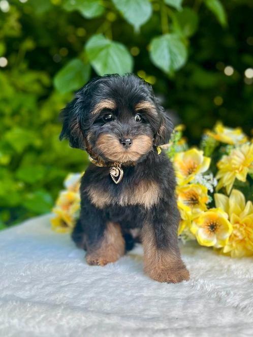 Mini‍️ Toy poedel x pekapoo pup 🐕‍🦺❤️🐾, Dieren en Toebehoren, Honden | Chihuahua's en Gezelschapshonden, Meerdere dieren, Poedel