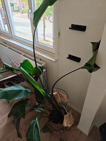 Kamerplant met Pot beschikbaar voor biedingen