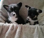 Fluffy Corgi Reutjes | Beschikbaar vanaf 1 Maart, Dieren en Toebehoren, Parvo, 8 tot 15 weken, Meerdere, Nederland