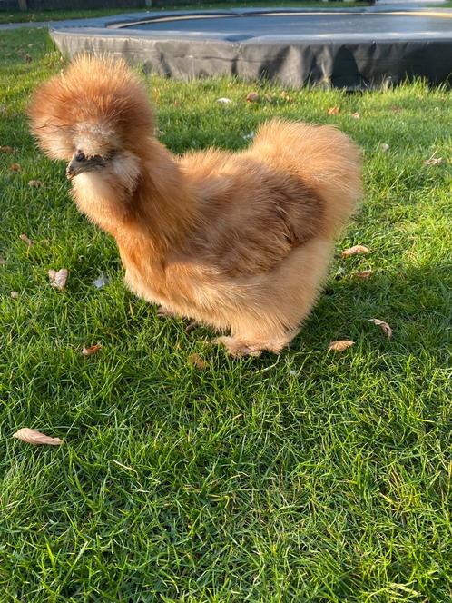 Broedeieren USA Zijdehoen & kuikentjes, Dieren en Toebehoren, Pluimvee