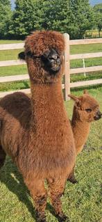 Alpaca met veulen, Dieren en Toebehoren, Overige Dieren, Na 1 juli 2024