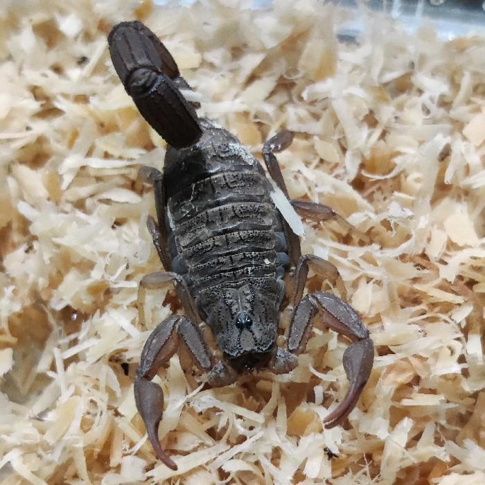 Hottentotta hottentotta, Dieren en Toebehoren, Reptielen en Amfibieën, 0 tot 2 jaar