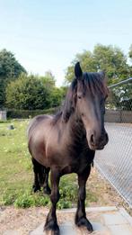 Te koop 8 jarige Fell Pony, Dieren en Toebehoren, Paarden, Merrie, Minder dan 160 cm, Recreatiepaard, 7 tot 10 jaar