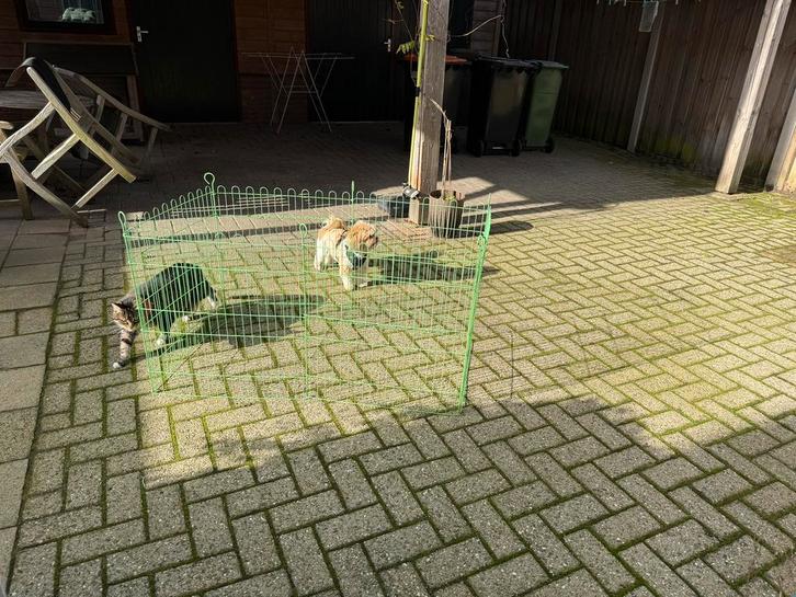 Buitenren, Dieren en Toebehoren, Konijnen, Middelgroot, Meerdere dieren