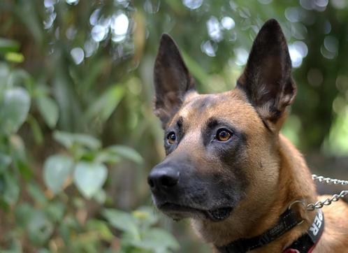 Mechelse herder, Dieren en Toebehoren, Honden | Herdershonden en Veedrijvers, Reu, Herder, Particulier, Eén hond, Nederland, 3 tot 5 jaar