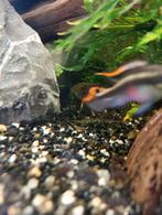 Heeft iemand wat corridora's over in Wijchen gratis, Overige typen