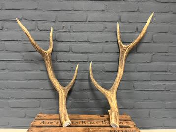 Herten Geweien Set - Decoratie beschikbaar voor biedingen