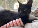 Met SPOED huisje gezocht voor zwart tenger poesje, Dieren en Toebehoren, Katten en Kittens | Overige Katten, Poes