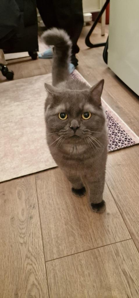 Britse Korthaar Kitten Castreert ingeent, Dieren en Toebehoren, Katten en Kittens | Raskatten | Korthaar, Kater, 0 tot 2 jaar