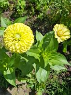 Zinnia Green Envy, Ophalen of Verzenden, Volle zon, Zaad