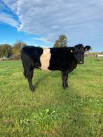 Lakenvelder pink, Dieren en Toebehoren, Runderen, Vrouwelijk, 0 tot 2 jaar