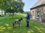 Prachtig mini paardje, Dieren en Toebehoren, Pony's, 0 tot 2 jaar, Hengst, A pony (tot 1.17m), Gechipt