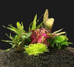 Aquarium planten gezocht, Dieren en Toebehoren, Ophalen of Verzenden