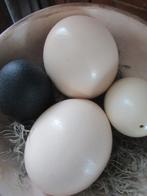 1 STRUISVOGEL EI uitgeblazen (heb er 2), Ophalen of Verzenden