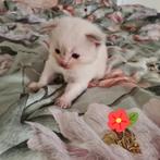 Ragdoll kittens, Dieren en Toebehoren, Poes, Ontwormd, 0 tot 2 jaar