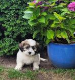 Boomer pups te koop, Dieren en Toebehoren, Honden | Chihuahua's en Gezelschapshonden, Overige rassen, CDV (hondenziekte), 8 tot 15 weken