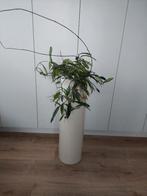 Bloempot crème kleur, Huis en Inrichting, Woonaccessoires | Zuilen en Pilaren, Ophalen of Verzenden, Zo goed als nieuw