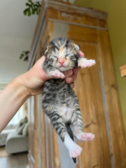 Lieve kittens, Dieren en Toebehoren, Katten en Kittens | Raskatten | Korthaar, Meerdere dieren, 0 tot 2 jaar, Ontwormd
