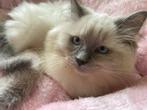 Ragdoll Blue Point kitten poesje met stamboom te koop, Dieren en Toebehoren, Katten en Kittens | Raskatten | Langhaar, Poes, Met stamboom