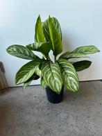 Aglaonema stripes 60cm hoog | potmaat 17cm, Ophalen, Overige soorten, Minder dan 100 cm