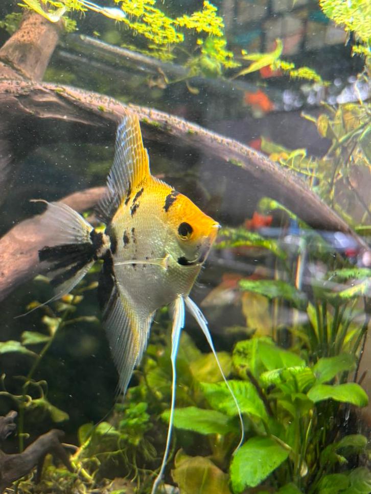 Grote maanvis marmer, Dieren en Toebehoren, Vissen | Aquariumvissen, Vis