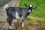 Mooi blauwschimmel dwergbokje, Dieren en Toebehoren, Schapen, Geiten en Varkens, Mannelijk, Geit, 0 tot 2 jaar