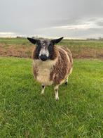 Mooie Bonte Dekram, Dieren en Toebehoren, Schapen, Geiten en Varkens, Mannelijk, Schaap