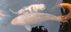 Koi tekoop 2stuks, Dieren en Toebehoren, Vissen | Vijvervissen, Karper of Koi