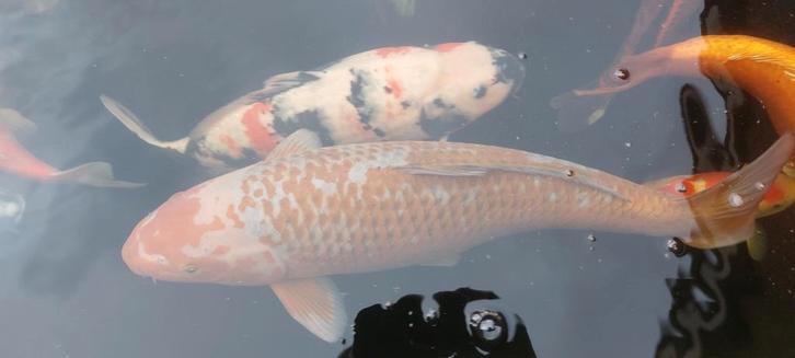 Koi tekoop 2stuks, Dieren en Toebehoren, Vissen | Vijvervissen, Karper of Koi