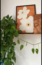 Philidendron hangplant stekken, Ophalen of Verzenden, Halfschaduw, Minder dan 100 cm