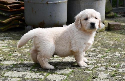 Super mooie Witte Golden retriever pups, Dieren en Toebehoren, Honden | Retrievers, Spaniëls en Waterhonden, Reu, Golden retriever