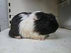 Sheltie cavia beertje, Dieren en Toebehoren, Cavia, Juni, Mannelijk, Tam