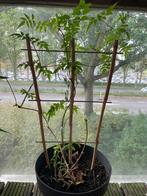 Star Jasmine (Trachelospermum jasminoides), Ophalen, Overige soorten, Halfschaduw, In pot