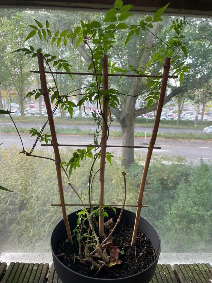 Star Jasmine (Trachelospermum jasminoides), Huis en Inrichting, Kamerplanten, Overige soorten, Minder dan 100 cm, Bloeiende kamerplant
