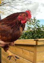 HAAN krielBarnevelder Mahoniebruin, Dieren en Toebehoren, Mannelijk, Kip
