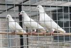 Witte Postduiven, Dieren en Toebehoren, Vogels | Duiven, Meerdere dieren, Postduif