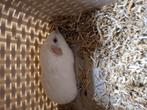Cavia zeugje roodoog jong, Dieren en Toebehoren, Knaagdieren, Cavia, Vrouwelijk, Tam, September