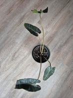Philodendron Billietiae - Beschadigd, geknipt, Huis en Inrichting, Kamerplanten, Groene kamerplant, Ophalen, Halfschaduw, Minder dan 100 cm