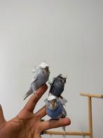Tamme hagoromo grasparkietjes, Dieren en Toebehoren, Vogels | Parkieten en Papegaaien, Meerdere dieren, Parkiet, Tam