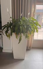 Lechuza plantenbak incl plant, Ophalen, Zo goed als nieuw, Minder dan 60 cm, 60 cm of meer