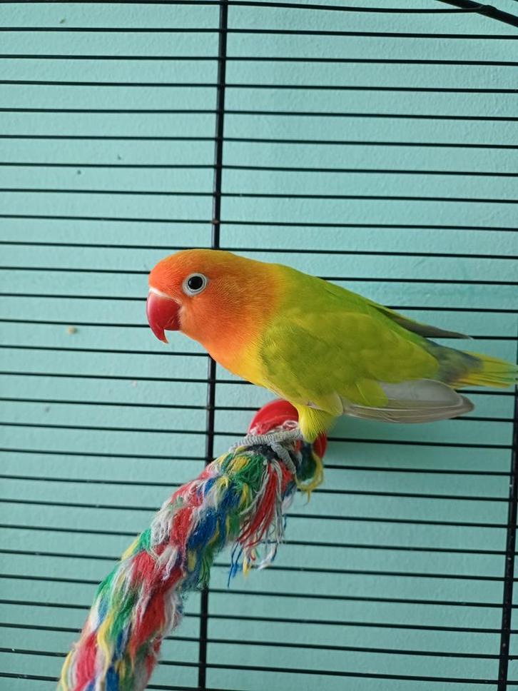 mannetje agapornis/dwergpapegaai rond 1 jaar, Dieren en Toebehoren, Vogels | Parkieten en Papegaaien, Dwergpapegaai of Agapornis