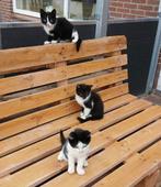 Kittens, Dieren en Toebehoren, Katten en Kittens | Overige Katten