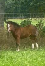 Welsh a merrie veulen, Dieren en Toebehoren, Merrie, A pony (tot 1.17m), Gechipt, 0 tot 2 jaar