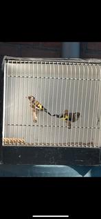 Koppel putters, Meerdere dieren, Wildzangvogel, Geringd