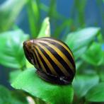 Neritina Zebra, Slak of Weekdier